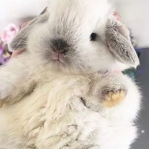 Meet your Posher, Samuel